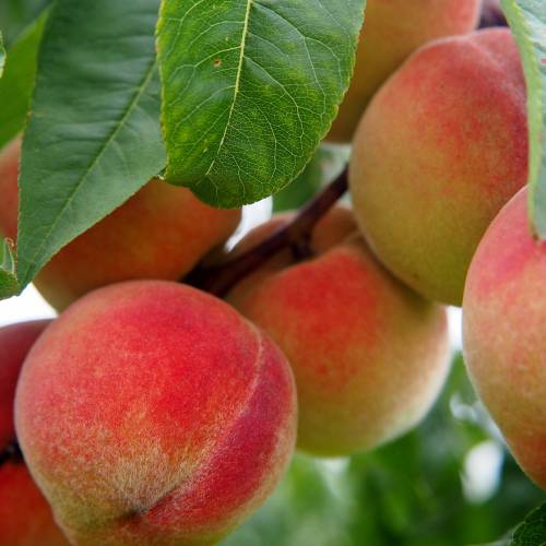 Baked Peaches n’ Cream