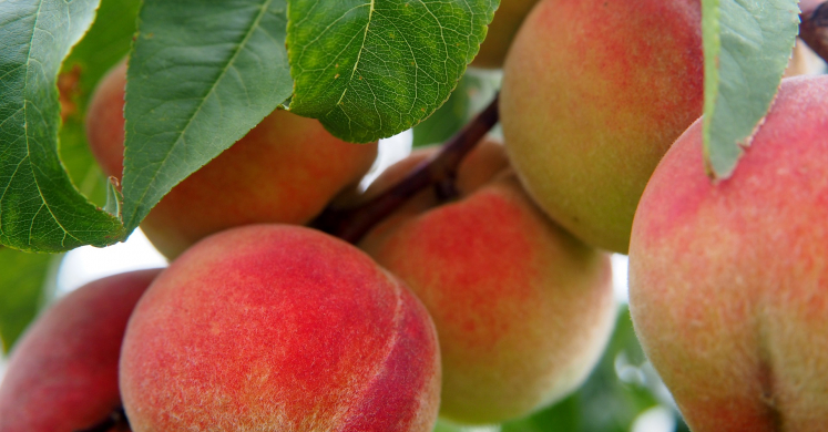 Baked Peaches n’ Cream