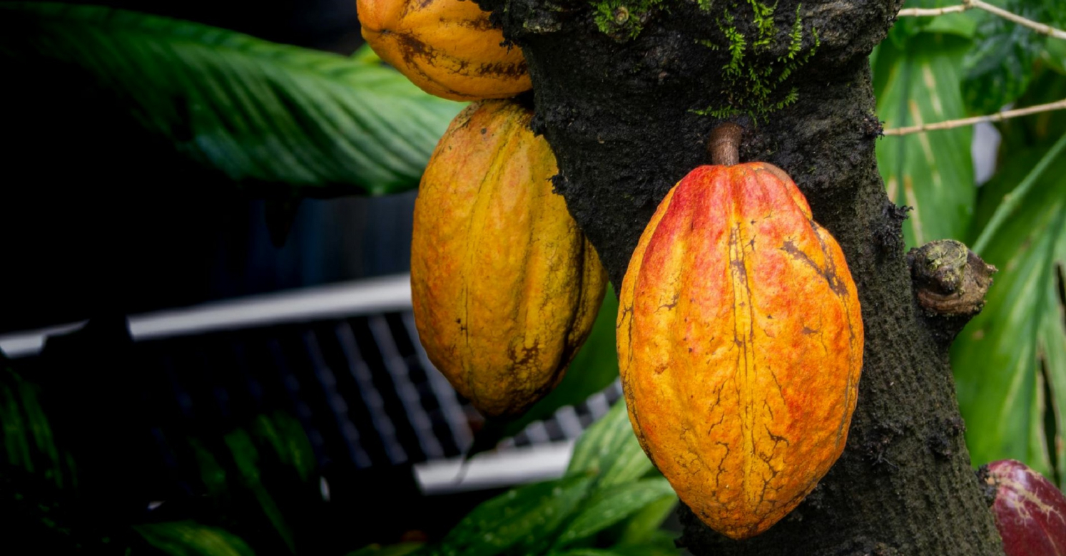 bioPGH Blog: Cocoa, Cacao, Yum Yum! | Phipps Conservatory and