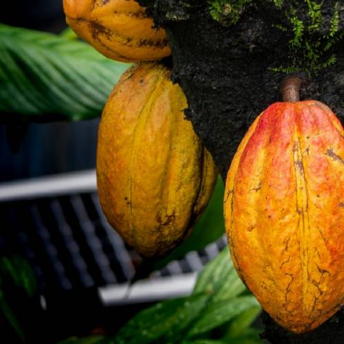 #bioPGH Blog: Cocoa, Cacao, Yum Yum!