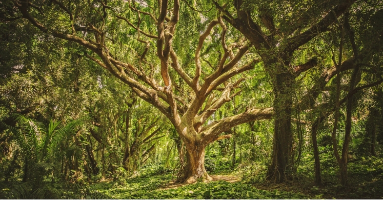 #bioPGH Blog: Ancient Giants #bioPGH Blog: Ancient Giants