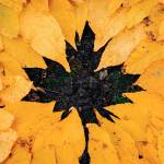 #bioPGH Blog: Scientifically Speaking, Why is Fall so Magical?