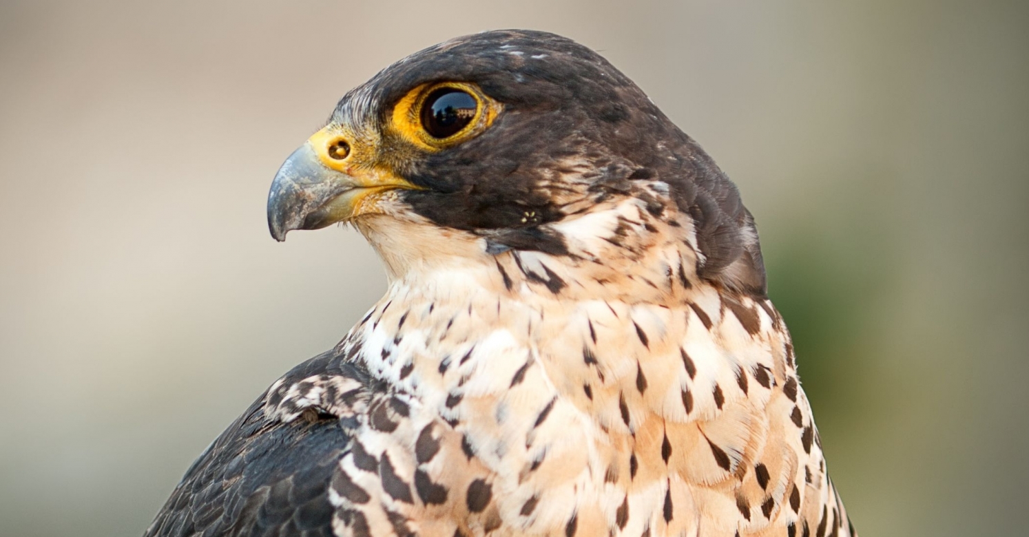 Biopgh Blog Peregrine Falcons Phipps Conservatory And Botanical Gardens Pittsburgh Pa