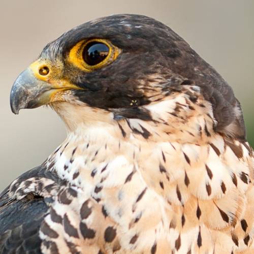 #bioPGH Blog: Peregrine Falcons