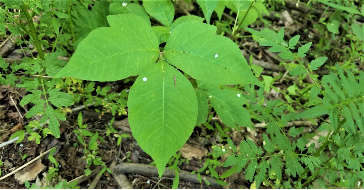 bioPGH Blog: Poison Ivy, Phipps Conservatory and Botanical Gardens