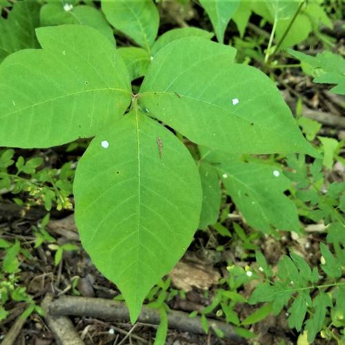 #bioPGH Blog: Poison Ivy