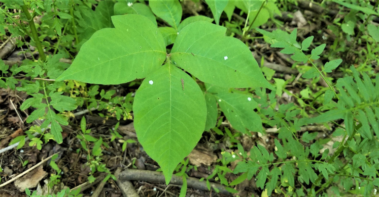 #bioPGH Blog: Poison Ivy