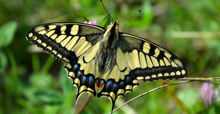Plant for Pollinators Plant for Pollinators