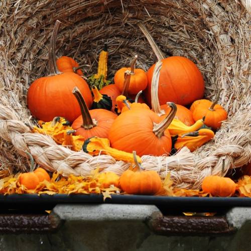 #bioPGH Blog: Pumpkins