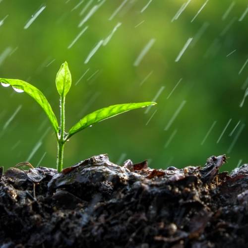 #bioPGH Blog: The Scent of Earth After a Rain