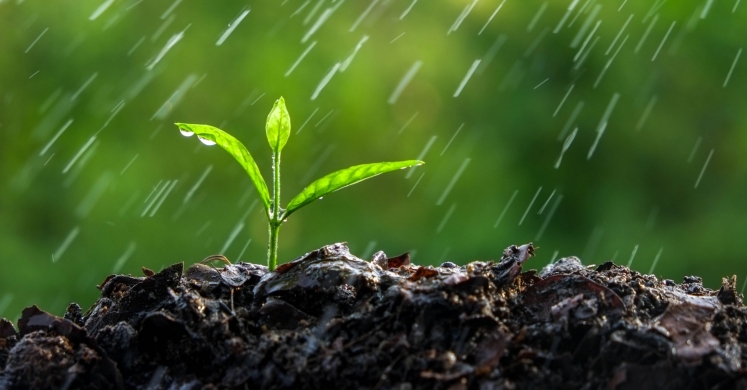 #bioPGH Blog: The Scent of Earth After a Rain #bioPGH Blog: The Scent of Earth After a Rain