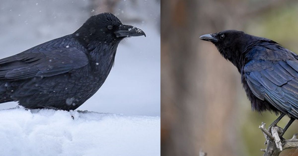 bioPGH Blog Ravens and Crows The Birds with the Brains Phipps
