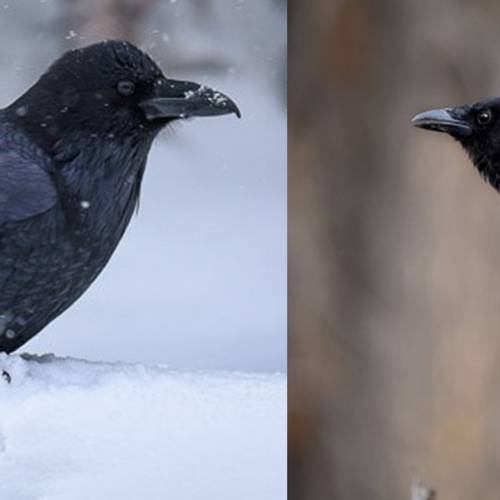 #bioPGH Blog: Ravens and Crows: The Birds with the Brains