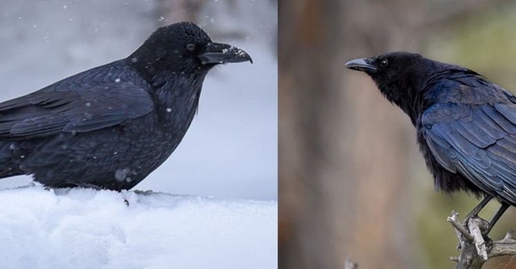 #bioPGH Blog: Ravens and Crows: The Birds with the Brains