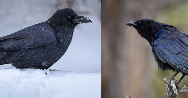 #bioPGH Blog: Ravens and Crows: The Birds with the Brains #bioPGH Blog: Ravens and Crows: The Birds with the Brains