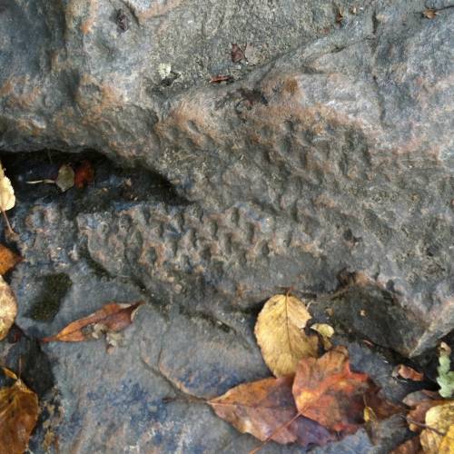 #bioPGH Blog: Carboniferous Pennsylvania