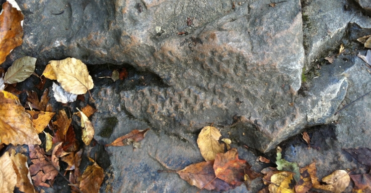 #bioPGH Blog: Carboniferous Pennsylvania