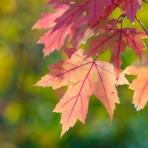 #bioPGH blog: The Colors of October