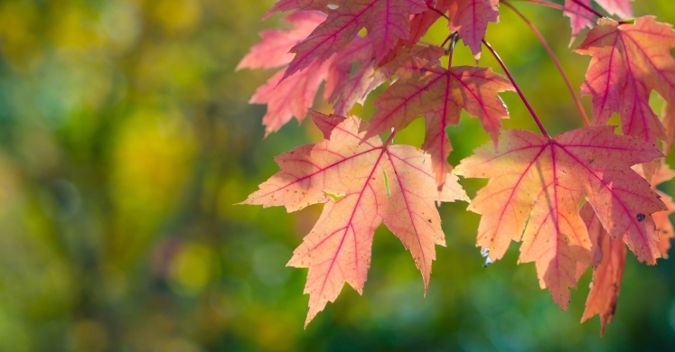 #bioPGH blog: The Colors of October #bioPGH blog: The Colors of October