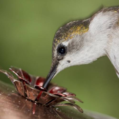 Bring Hummingbirds to your Home
