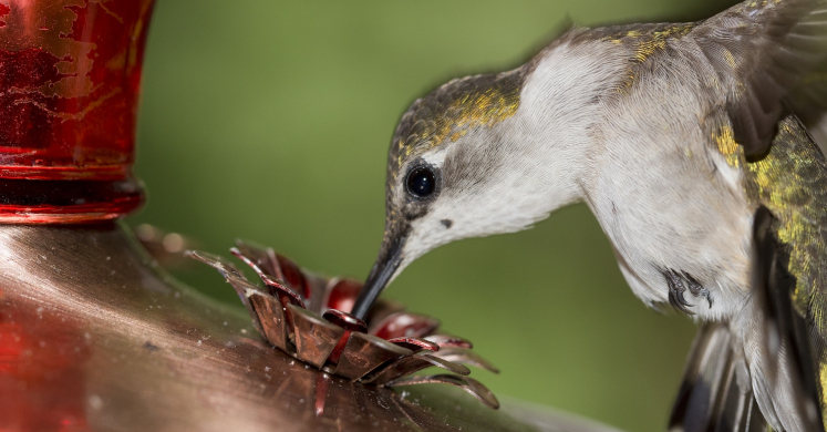 Bring Hummingbirds to your Home