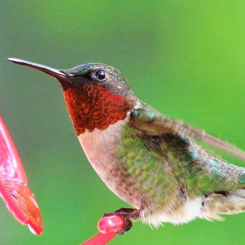 #bioPGH Blog: Hummingbirds