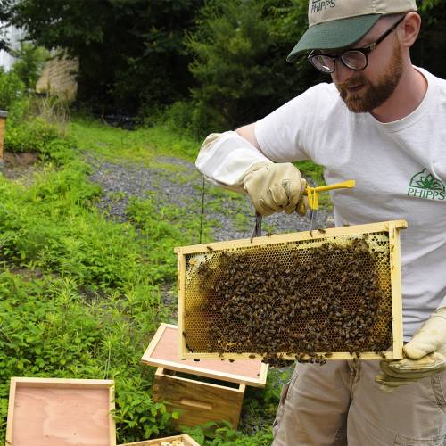 Game of Drones: A Tale of Palace Intrigue at Phipps’ Observational Beehive