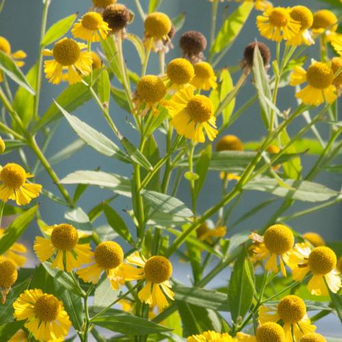 #bioPGH Blog: Sneezeweed