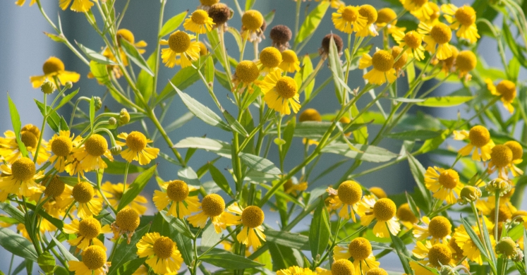 #bioPGH Blog: Sneezeweed