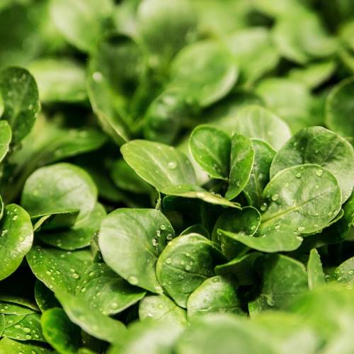 Four Foods to Green-Up Your Plate This March