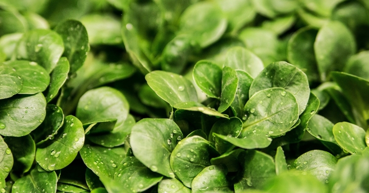 Four Foods to Green-Up Your Plate This March