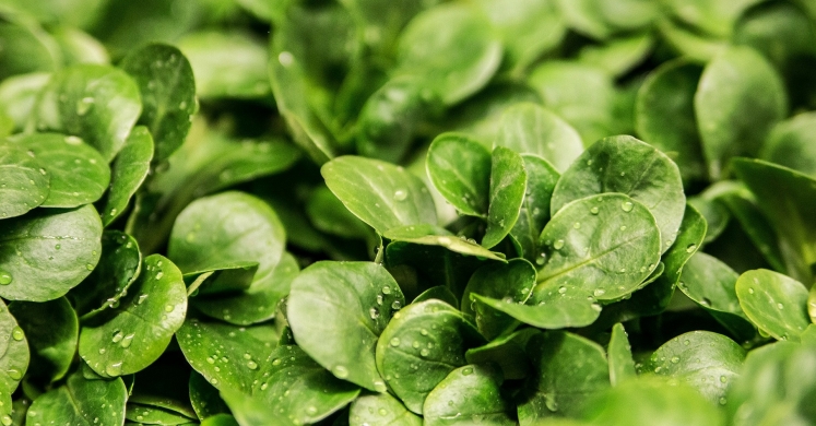 Four Foods to Green-Up Your Plate This March Four Foods to Green-Up Your Plate This March
