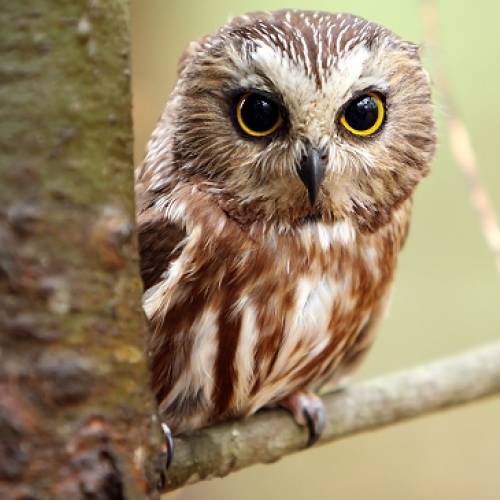 #bioPGH Blog: Northern Saw-whet Owls