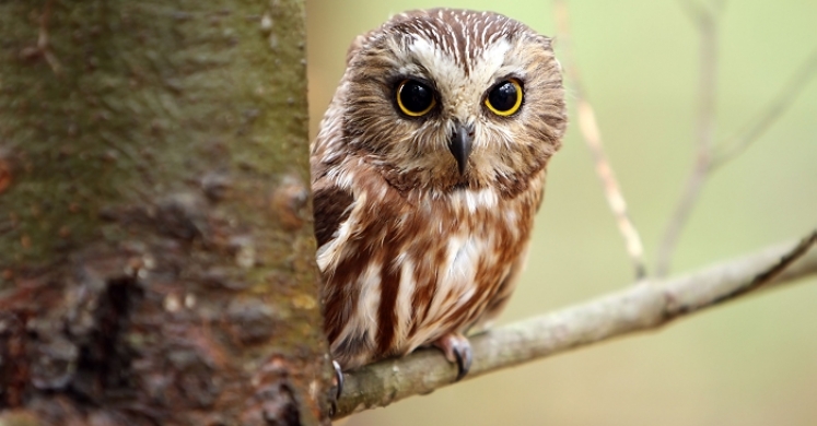 #bioPGH Blog: Northern Saw-whet Owls