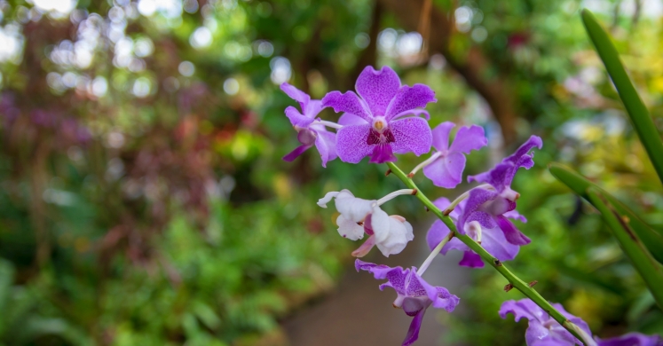 This Week at Phipps: Sept. 17 – 23 This Week at Phipps: Sept. 17 – 23