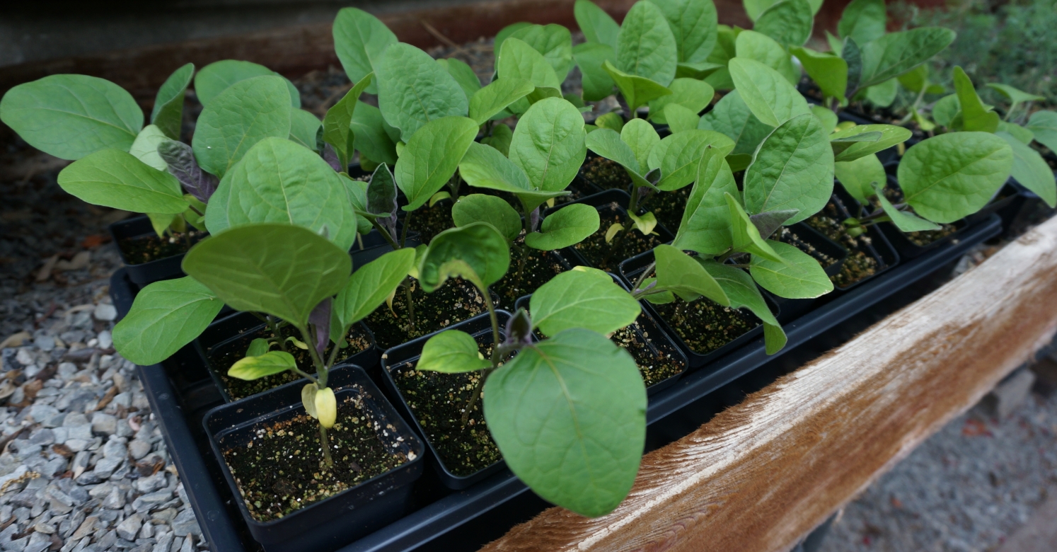 Western Pa Calendar For Starting Seeds Phipps Conservatory And
