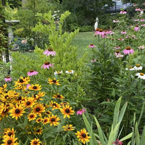 Small Gardens, Big Impact: Native Plant Oasis