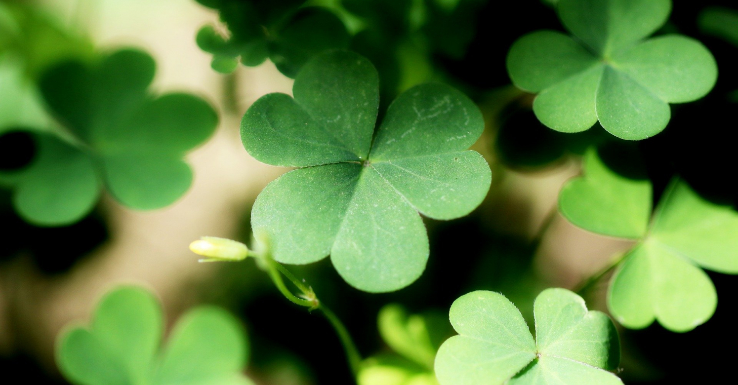 About Four Leaf Clovers - Reasons For Finding A Clover With Four Leaves