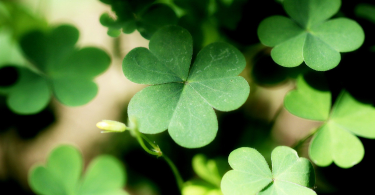 Shamrocks! Shamrocks!