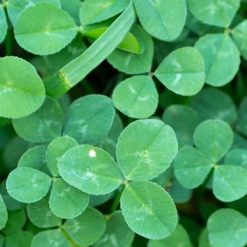 #bioPGH Blog: Clover