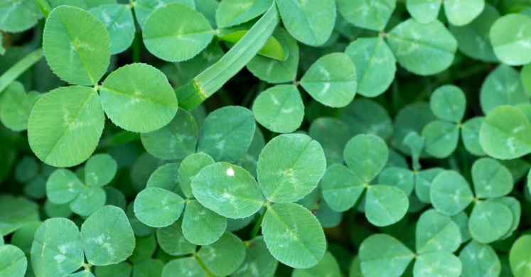 #bioPGH Blog: Clover