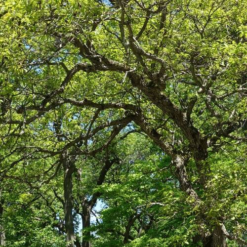 Ask Dr. Phipps: Oaks for Small Spaces