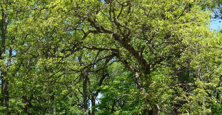 Ask Dr. Phipps: Oaks for Small Spaces Ask Dr. Phipps: Oaks for Small Spaces