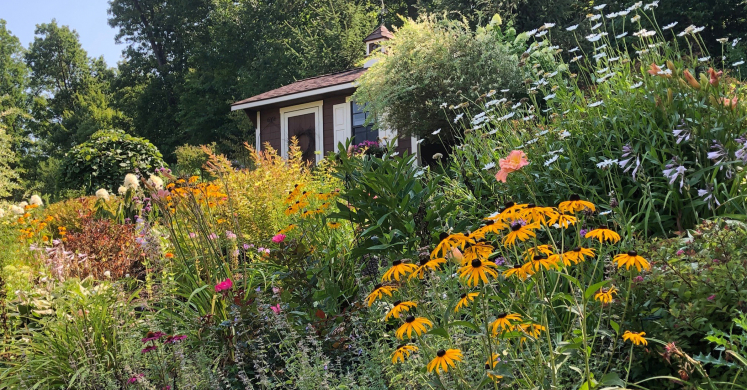 Small Garden, Big Impact: Diverse Wildlife Garden