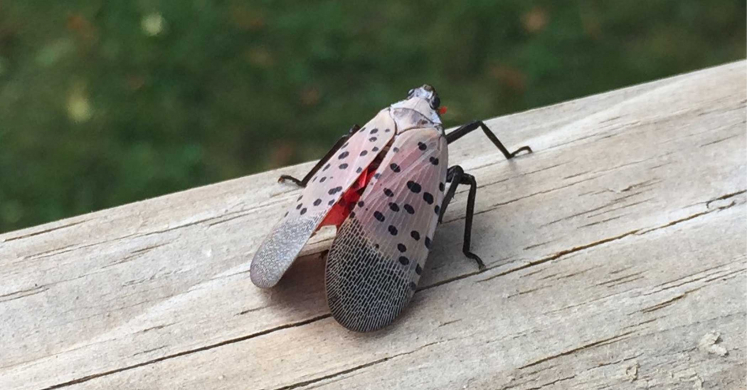 Ask Dr. Phipps: Spotting the Spotted Lanternfly Ask Dr. Phipps: Spotting the Spotted Lanternfly