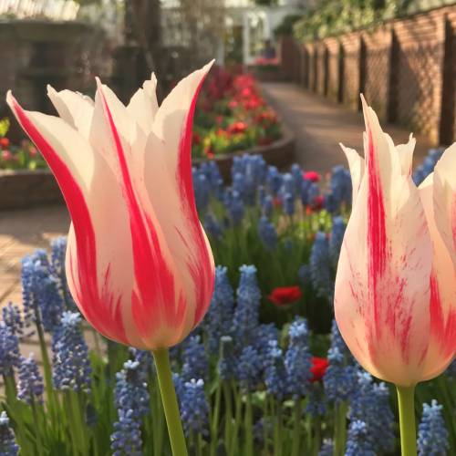 This Week at Phipps: April 3 – 9