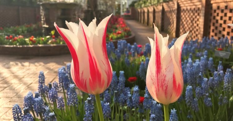 This Week at Phipps: April 3 – 9 This Week at Phipps: April 3 – 9