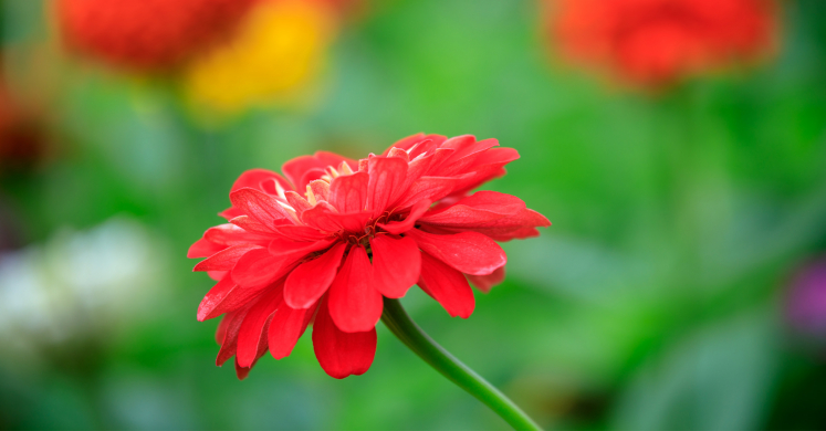 Stay Connected Virtually with Phipps! Stay Connected Virtually with Phipps!