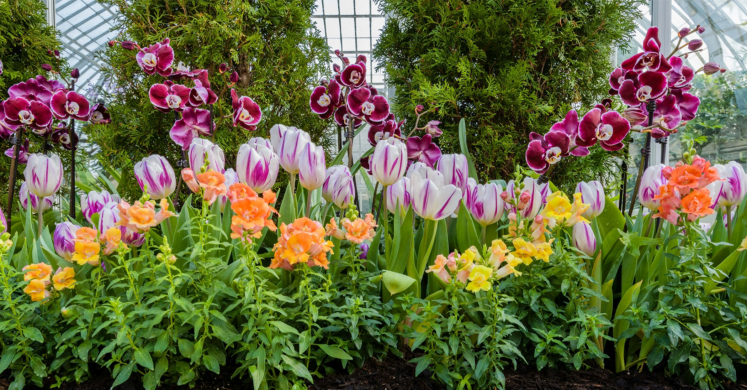 Let’s Stay Connected: Spring Blooms, Fun Activities to Do at Home, Photo Archive and More!