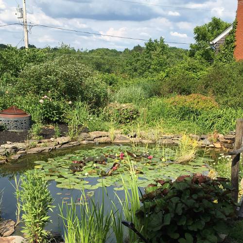 Small Gardens, Big Impact: Rainwater Garden for Wildlife